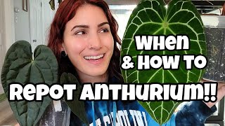 WHEN amp HOW TO REPOT ANTHURIUM 🌿 Signs You Need to Uppot with Examples 🖤✨️ repot 8 plants with me [upl. by Egiarc]