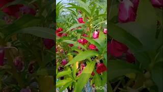 😍দোপাটি গাছে 😍এত সুন্দর ফুলviralvideo subscribe flowers gardening balsamplant [upl. by Cherise786]