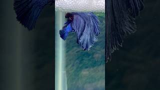 betta fish breeding🤍 Babies final colour [upl. by Chessy603]