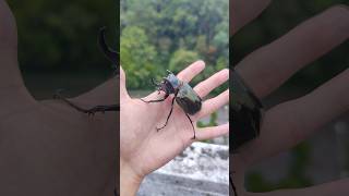 短い角を持つ野生のコーカサスオオカブト Caucasus Beetle with short horns カブトムシ ムシキング 甲虫 [upl. by Maury639]