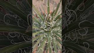 Agave filifera🩷🩷🩷subscribe channel👍 [upl. by Sprung]