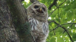 Juvenile Barred Owl Call Video [upl. by Aliuqaj]