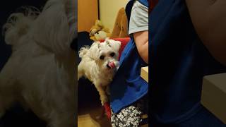 quotKérem a teátquotBonifunnyanimalsshortvideo funnydogs shorts [upl. by Hanselka]