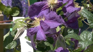 How To Grow And Train Clematis [upl. by Kristyn942]