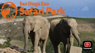 Safari Park Elephant Valley Update March 2024 [upl. by Flessel]