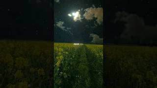 Dandelions  Ruth B 🌼🎧 lyrics dandelions edit shorts [upl. by Gerrie]