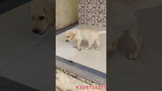 Dog Vaccination Day Mini Vlog 🐾Yavatmal 🐾 dog puppyvaccination shorts vlog information pets [upl. by Cozmo]