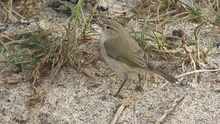 Siberian Chiffchaff Marazion Beach Cornwall [upl. by Perrin]