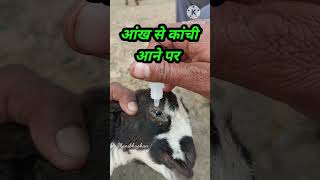 CIPLOX D Eye Drops का उपयोग करें।। [upl. by Phippen]