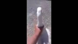 Goose Meme aka Goose Fap REUPLOAD meme funny fyp goose [upl. by Dionne751]