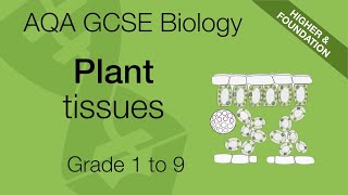 Plant Tissues for AQA 91 GCSE Biology and Trilogy Combined Science [upl. by Chavaree408]