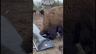 Bison Destroys His Feeder bisonranch bisonlove [upl. by Gemina642]