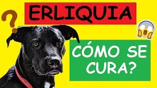 COMO CURAR LA ERLIQUIA EN LOS PERROS [upl. by Nacim830]