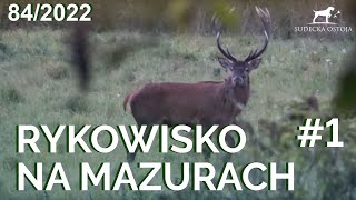 SUDECKA OSTOJA 842022 Rykowisko na mazurach 1 Jagd Deer wildboar deerhunting hunt [upl. by Annoled90]