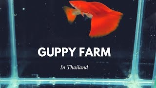 Guppy Farm High Quality [upl. by Adnesor469]