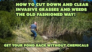 How to Cut Tall Weeds and Invasive Pond Grasses the OLD way with a Scythe Phragmites australis [upl. by Nyrak]