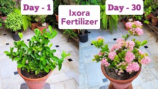 Ixora plant पर एकसाथ ढेरों फूलों के लिए यह काम तुरंत करो How to get more ixora flowers [upl. by Ilac]