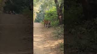 Ranthambhore National Park ranthambhoretigerreserve [upl. by Courtney]