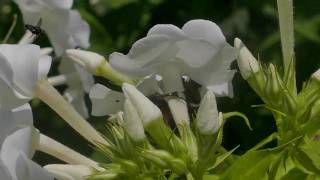 Goldglänzender Rosenkäfer auf Phlox [upl. by Trubow139]