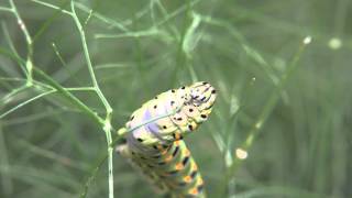 Black Swallowtail caterpillar feeding [upl. by Leinnad]