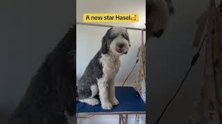 Hasel star🥰doggrooming dogs lilysfurendlygrooming sheepadoodle [upl. by Hershell]