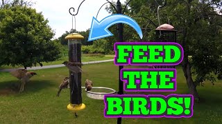 iBorn Tube Style Bird Feeder  Thistle Nyjer Seed [upl. by Ntsud]