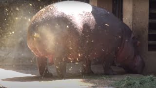 AMAZING HIPPO POOPING SPINNING TAIL  ONE OF A KIND FOUNTAIN BURST OF EPIC PROPORTIONS [upl. by Ernest]