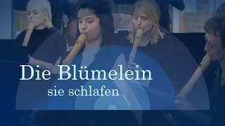 Die Blümelein sie schlafen  Berliner Blockflöten Orchester [upl. by Leissam]