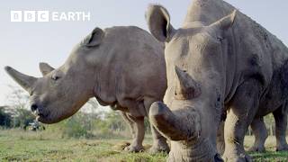 5 Amazing Rhino Conservation Moments  BBC Earth [upl. by Vi]