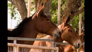 BISHOP MULE DAYS 2015 [upl. by Sivahc]