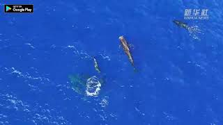 EcoChina  Shortfinned pilot whales spotted in South China Sea [upl. by Yngiram]