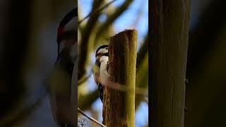 Great spotted woodpecker drums sound Flaggspett trommer Buntspecht Trommeln shorts birds p1000 [upl. by Pedroza]