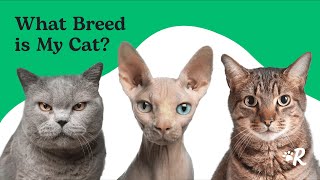 What Is Your Cats Breed Find Out Now [upl. by Jereme]