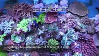 75 Gallon Reef Tank  Spring 2012 [upl. by Naujet]