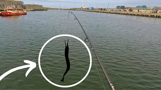 Lets HUNT for needlefish  fishing in Scandinavia 2024 Catch Clean Cook [upl. by Enelav]