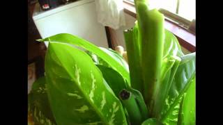 How To Prune Dieffenbachia [upl. by Sanoj]