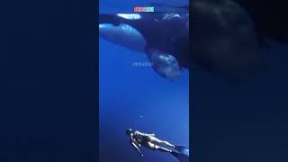 A woman who was diving in the sea saw a very large orca whale nearby shorts subscribe pausorca [upl. by Roswell230]