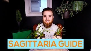 DWARF SAGITTARIA NARROWLEAF SAGITTARIA BROADLEAF SAGITTARIA  CARPETING AQUARIUM PLANT CARE GUIDE [upl. by Ecnarrat]