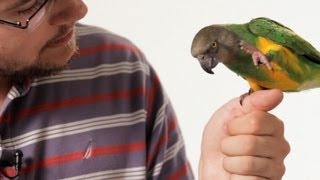 How to Teach Your Parrot to Talk  Parrot Training [upl. by Enajiram]