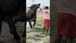 Playful Young Niliravi Bull Jumping at Sharif Agro 2025  Sharif Agro 2025 Collection Buffalo [upl. by Elleiram801]