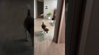 뻥이야 비그라 beagle pets funnyvideo bgree funny 강아지 [upl. by Eneles]