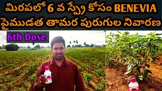 మిరపలో 6వ డోస్ గా BENEVIA పై ముడత గ్రోత్ సైడుకొమ్మలు కోసంMBuk4gl [upl. by Olraced958]