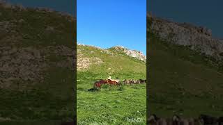 شفشاون foryou maroc cheval vacation nature [upl. by Eekorehc]