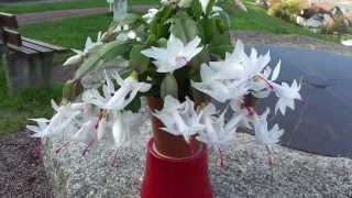 like a bees flight  Schlumbergera alba [upl. by Armmat703]