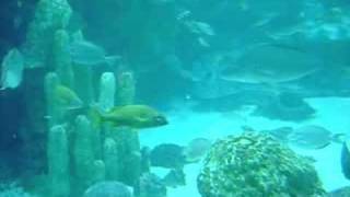 The Giant Ocean Tank at the New England Aquarium [upl. by Kentigera]