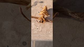 Body of Ropalidia marginata Paper Wasps found insects wasp [upl. by Neelrihs]