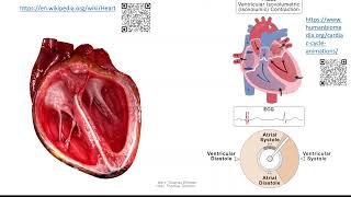 Herz 3 Herzzyklus  Systole und Diastole [upl. by Annawahs]