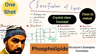 classification of lipids in one shot  phospholipids structure  Examples and functions  urdu hindi [upl. by Philcox]