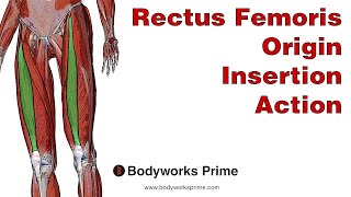 Rectus Femoris Anatomy Origin Insertion amp Action [upl. by Calendra]