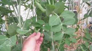 Powdery Mildew Treatment How To Kill Powdery Mildew Fast [upl. by Shawn212]